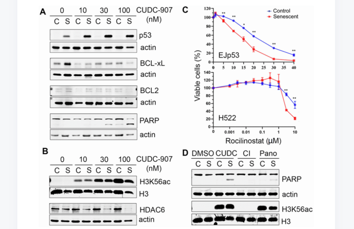 Characterization of the HDAC/PI3K inhibitor CUDC-907 as a new senolytic
