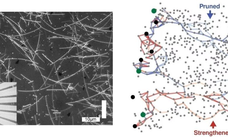 Nanowire Network Demonstrates Human-Like Intelligence.