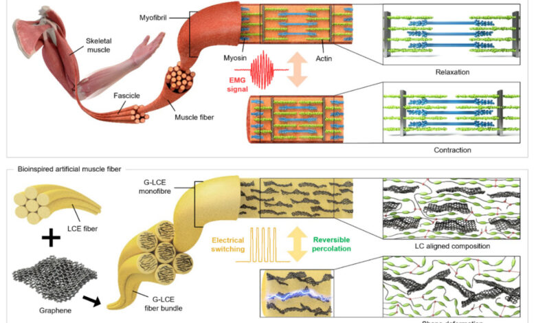 Mechanisms of actuation and collateral signaling of changes in the structural organization of human skeletal muscle myofibrils (top) and graphene liquid-crystal elastomeric composite fibers (bottom)