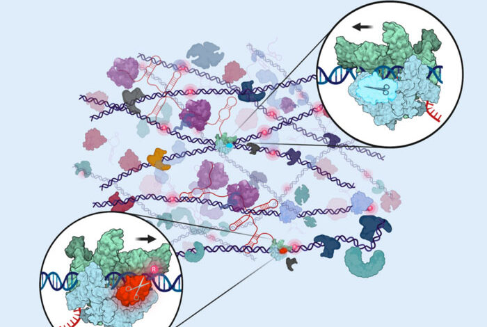 DNA repair partners with polymerases