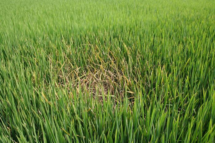 Genome editing is used to make rice disease resistant