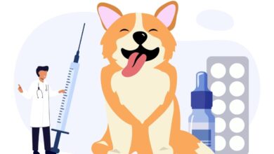 Immunotherapy appointments for dogs