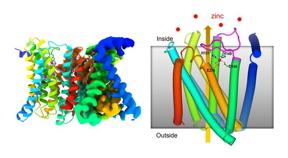 The overall structure of the ZIP transmembrane zinc transporter protein determined by cryo-electron microscopy (cryo-EM) (left) and a schematic showing some of the functional features (right).  The inward-facing flexible (magenta) ring of cells binds zinc and folds to block more zinc from entering when levels of this micronutrient become too high.  CREDITS Brookhaven National Laboratory