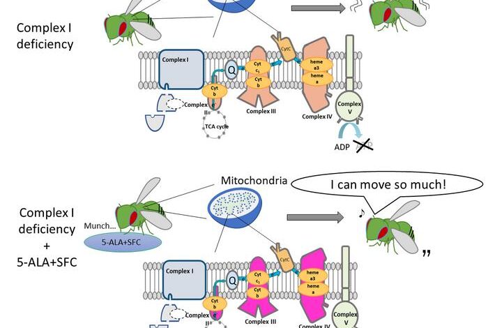 5-aminolevulinic acid can help fight mitochondrial disorders