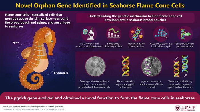 A novel function of gene delivery to the brood pouch of seahorses is identified