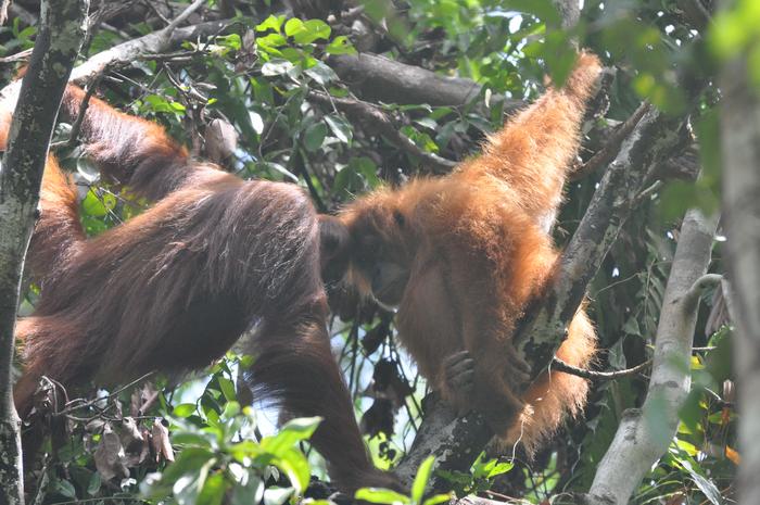 Migrant orangutans learn what foods are good to eat by observing local people