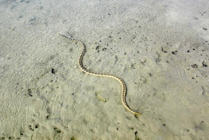 The sea snake's vision evolved to regain color